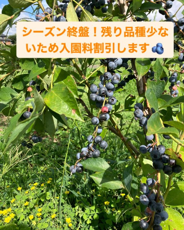 ☆令和7年 生ブルーベリー☆農薬不使用 3㌔ 花がっちゃん SHIZENブルーベリー園 SHIZENブルーベリー園